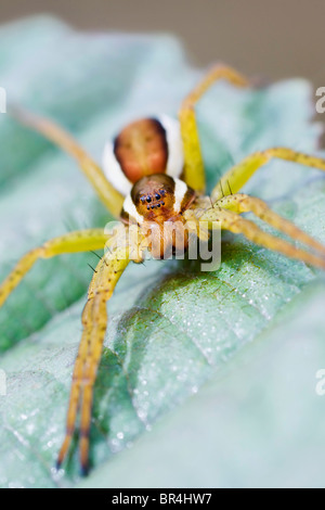 Floß Spinne saß auf einem Blatt warten Stockfoto