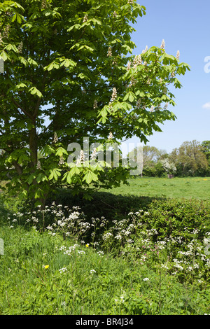 Rosskastanie Baum in voller Blüte im Cotswold Dorf von Laverton, Gloucestershire Stockfoto