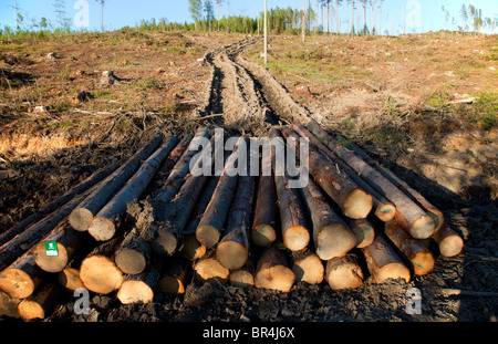 Baumstamm- und Waldernterwege an einem klaren Schnittplatz im Taiga-Wald in Finnland Stockfoto