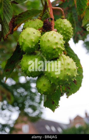 Rosskastanie (Aesculus Hippocastanum) Baum mit einem Bündel von Kastanien oder conkers Stockfoto