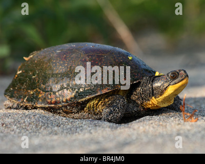 Weibliche Blanding Schildkröte (Emydoidea Blandingii) Stockfoto