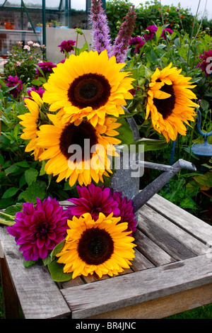 HELIANTHUS. SONNENBLUMEN Stockfoto