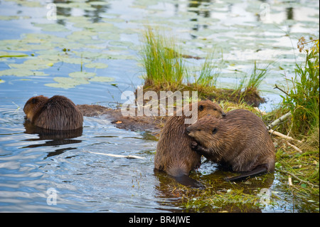 Zwei Biber Reinigung und Beschneiden des anderen Fell. Stockfoto