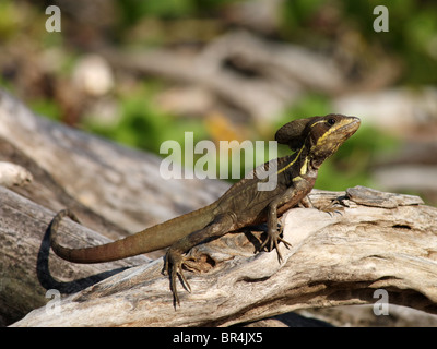 Ein weiblicher gestreiften Basilisk ("Jesus Christus-Echse") in Costa Rica Stockfoto