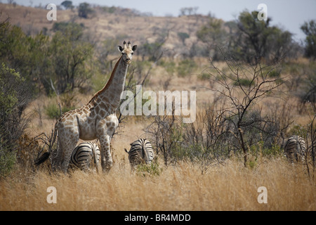 Giraffe (Giraffa Plancius) und Zebras in der Savanne, Pilanesberg Game Reserve, Südafrika Stockfoto