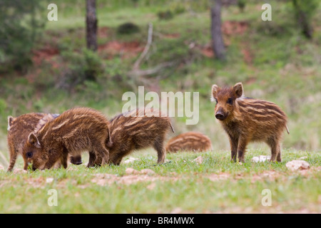 Iberische Ferkel Wildschwein (Sus Scrofa Baeticus), Nationalpark Cazorla, Provinz Jaen, Andalusien, Spanien Stockfoto