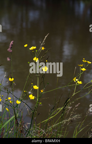 Geringeren Spearwort von Macclesfield Kanal Poynton Cheshire England Stockfoto