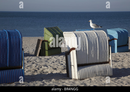 Europäische Silbermöwe (Larus Argentatus) auf Strandkorb, Helgoland, Deutschland Stockfoto