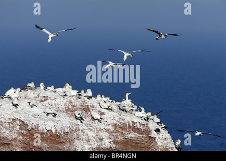 Vogelschutzgebiet auf Felsen mit Zucht Basstölpel (Morus Bassanus), Helgoland, Deutschland Stockfoto