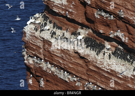 Vogelschutzgebiet Zucht gemeinsame wärmeren (Uria Aalge) schwarz-legged Dreizehenmöwen (Rissa Tridactyla) Basstölpel (Morus Bassanus) Stockfoto