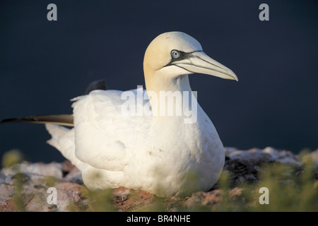 Basstölpel (Morus Bassanus) sitzt auf einem Felsen, Helgoland, Deutschland Stockfoto