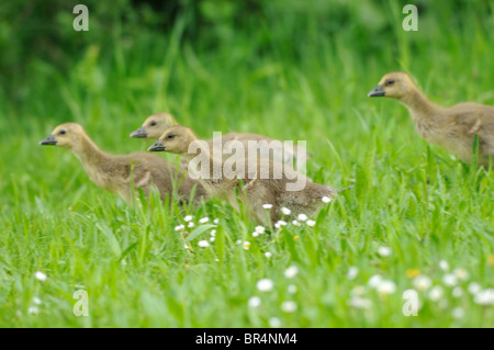 Küken der Graugans (Anser Anser) auf einer Wiese, Altmuehlsee, Bayern, Deutschland Stockfoto