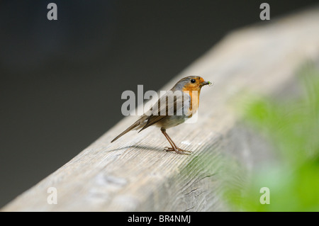 Rotkehlchen (Erithacus Rubecula) Stockfoto