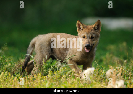 Junger Wolf (Canis Lupus) auf einer Wiese Stockfoto