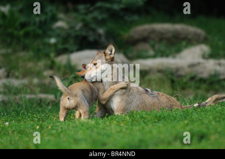 Jugendliche und Erwachsene Wolf (Canis Lupus) auf einer Wiese Stockfoto