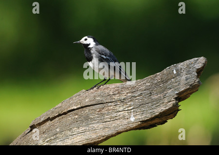 Bachstelze (Motacilla Alba) auf einem Baumstumpf Stockfoto