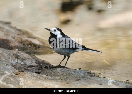 Bachstelze (Motacilla Alba) in der Nähe von Wasser Stockfoto