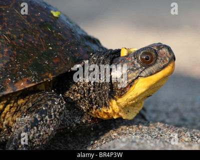 Weibliche Blanding Schildkröte (Emydoidea Blandingii) Stockfoto