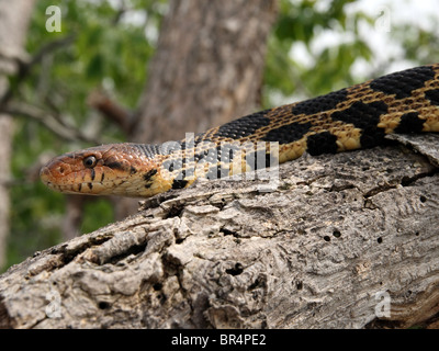 Ein erwachsener männlicher östlichen Foxsnake (bieten Gloydi) in Ontario, Kanada Stockfoto