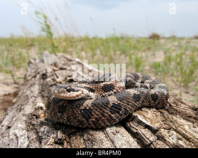 Eine östliche Schwein-gerochene Schlange (Heterodon Platirhinos) ruht auf einem Baumstamm in Ontario, Kanada Stockfoto