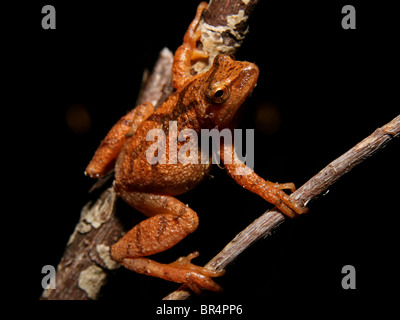 Ein Spring Peeper (Pseudacris Crucifer) isoliert auf schwarz Stockfoto