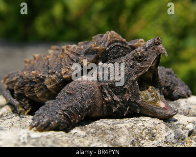 Alligator Schnappschildkröte (Macrochelys Temminckii) Stockfoto