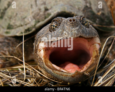 Eine Erwachsene weibliche gemeinsame Schnappschildkröte (Chelydra Serpentina) Stockfoto