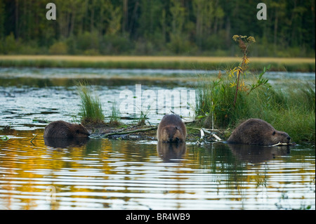 Drei wilde kanadische Biber, Futter und Fütterung Stockfoto