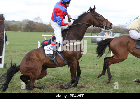 Jockey Herunterfallen ein Rennpferd nach einem Sprung in einem Punkt-zu-Punkt-Rennen Stockfoto