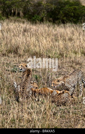 Junge Geparden, Acinonyx Jubatus, Fütterung auf eine Impala, Masai Mara National Reserve, Kenia, Afrika Stockfoto