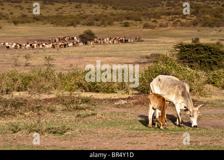 Masai Vieh während Dürre in der Masai Mara, Kenia, Afrika Stockfoto