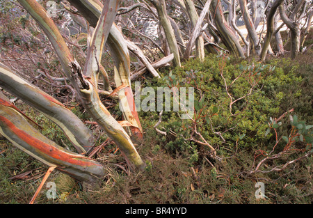 Schnee-Gummis, Eukalyptus Pauciflora, in einer Almwiese, Alpine National Park, Australien Stockfoto