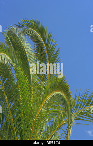 Palme vor blauem Himmel Stockfoto