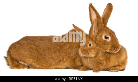 Fauve de Bourgogne Hauskaninchen Stockfoto