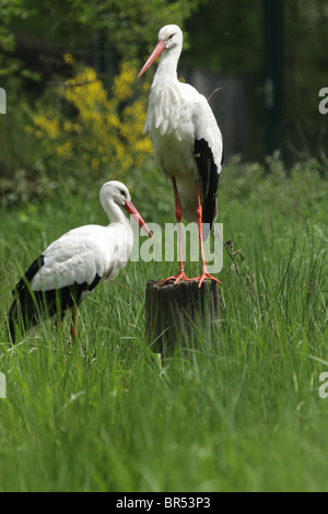 Zwei Weißstörche (Ciconia Ciconia) auf einer Wiese stehen. Stockfoto