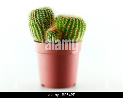 Kaktus in einer Vase auf einem weißen Hintergrund mit sehr kurzen Schärfentiefe Stockfoto