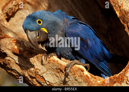 Hyazinth-Ara im Nest Stockfoto