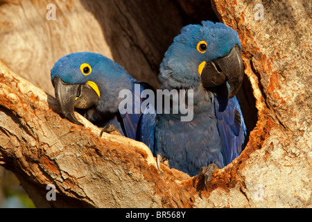 Hyazinth-Ara-paar im Nest Stockfoto