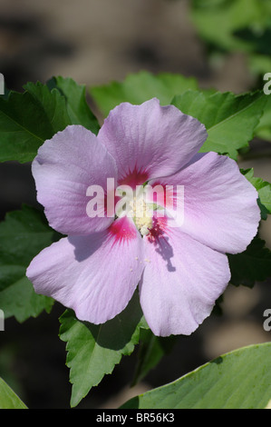 Hibiscus Syriacus Stockfoto