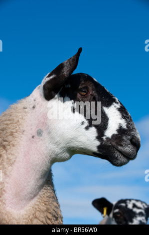 Maultier Gimmer Lämmer auf der Weide grasen. North Yorkshire. Stockfoto