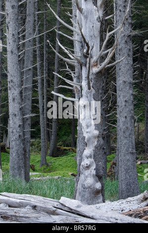 Die raue Schönheit der Tote und lebende Bäume und Treibholz entlang Rialto Beach in Clallam County, Washington, in der Nähe von La Push. Stockfoto