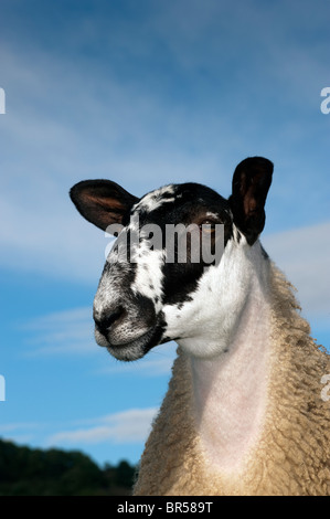 Mule gimmer Lämmer grasen auf der Weide. North Yorkshire. Stockfoto