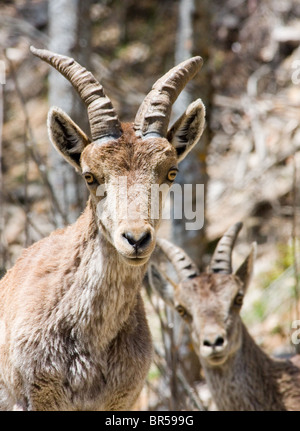 Spanische Steinböcke (Capra Pyrenaica), Nationalpark Cazorla, Spanien Stockfoto