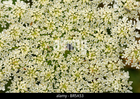 Dolde der Wilden Möhre, Daucus Carota, mit einem kontrastierenden schwarzen Blume in der Mitte, die dazu dient, Insekten anzulocken Stockfoto