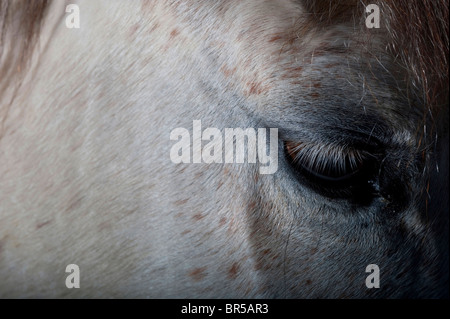 Ein grau / weißen Pferd auf einem dunklen Hintergrund fotografiert. Bild von Jim Holden Stockfoto