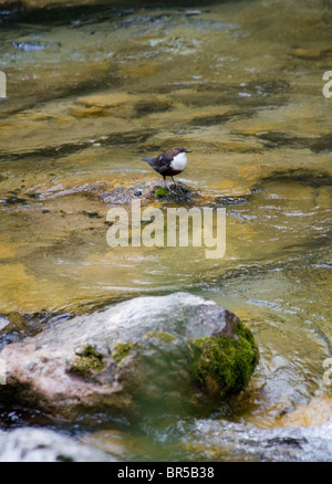 Weiße Throated Wasseramseln (Cinclus Cinclus) auf einem Felsen in einem Fluss, Nationalpark Cazorla, Provinz Jaen, Andalusien, Spanien Stockfoto