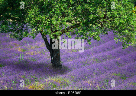 Europa, Frankreich, Vaucluse (84), Baum in einem Lavendelfeld Stockfoto