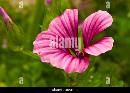 Rosa Blume Stockfoto