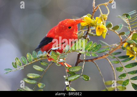 Ein "I'iwi Vogel extrahieren von Nektar aus gelben Blüten in Maui, Hawaii-Inseln, Hawaii, USA. Stockfoto