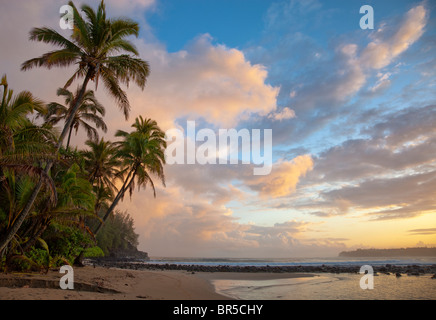 Kauai, HI Sonnenaufgang Wolken und überhängenden Palmen auf Hanalei Bay in der Nähe von Makahoa Punkt Stockfoto